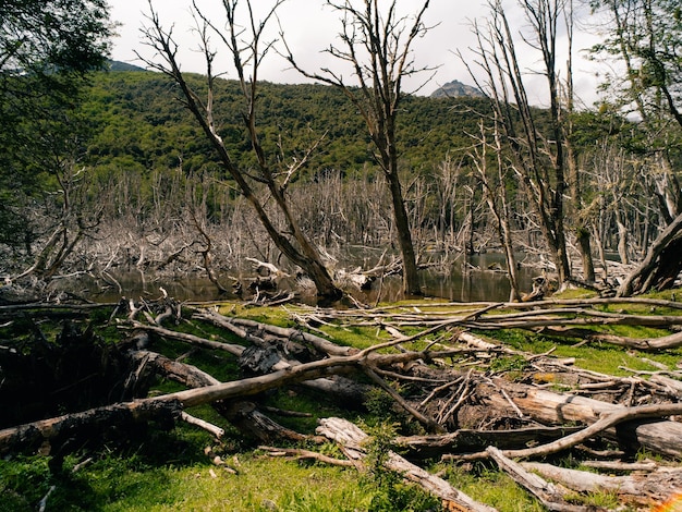 alberi abbattuti dai castori in Patagonia