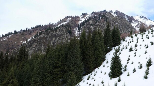 Alberi accanto al picco nevoso