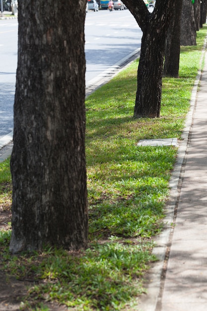 Alberi accanto alla strada