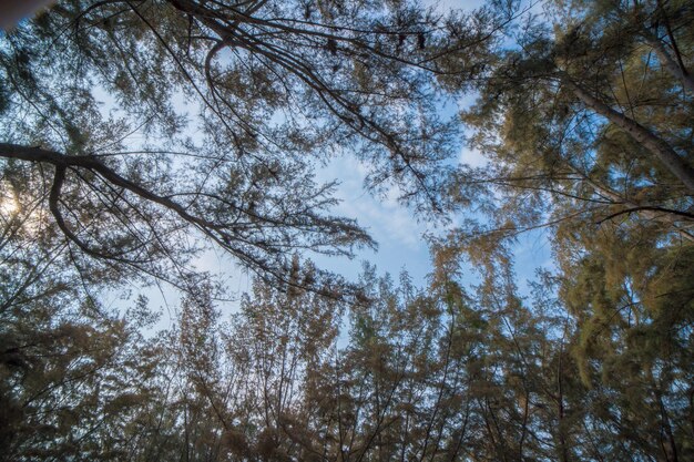 Alberi ad alto fusto del fogliame lussureggiante della foresta in primavera o all'inizio dell'estate fotografati dal basso