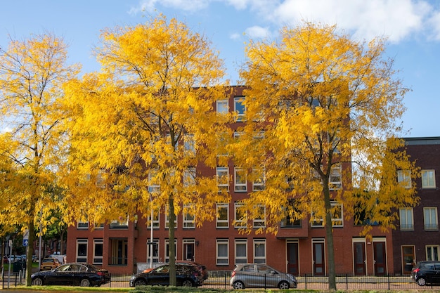 Alberi ad alto fusto gialli vicino a un edificio in mattoni rossi in autunno Auto parcheggiate vicino al recinto