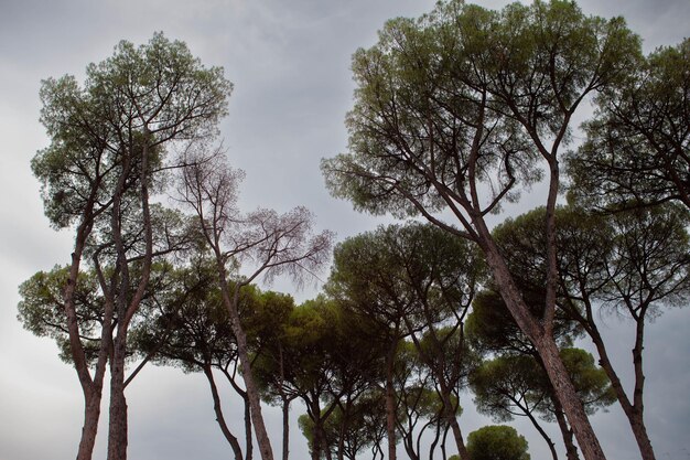 Alberi ad alto fusto in un giardino all'italiana