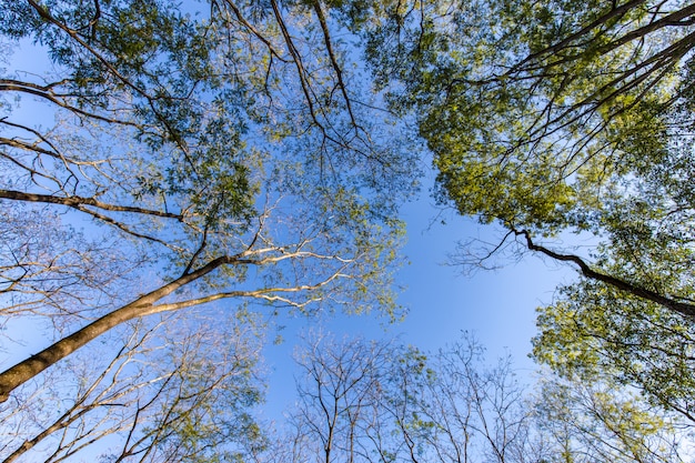 Alberi al parco della città di Ribeirao Preto, aka parco di Curupira