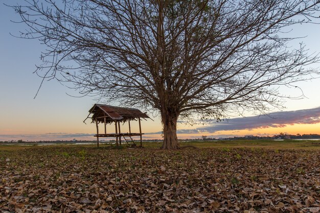 Alberi Alba nera