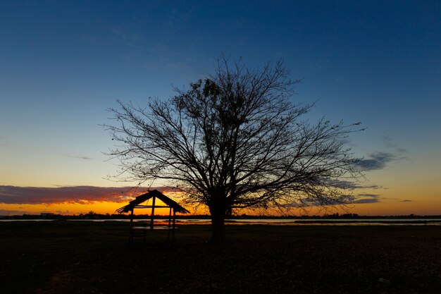 Alberi Alba nera