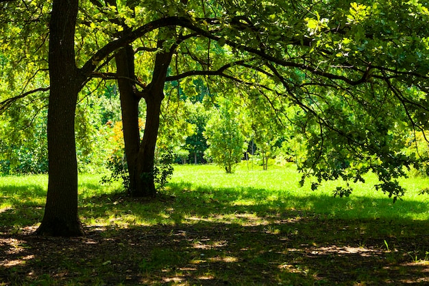 Alberi alla luce del sole. Bellissimo paesaggio estivo. Parcheggiare in una giornata di sole.