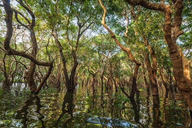 Alberi allagati nella foresta pluviale della mangrovia