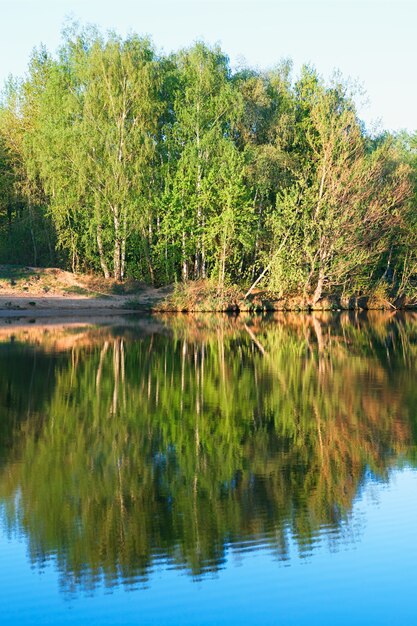 Alberi allineati verticalmente con sfondo di riflessi fluviali