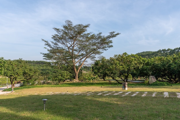 Alberi alti con sguardi strani nel parco