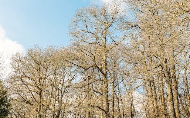 Alberi asciutti della foresta vicino a Nemi, Italia