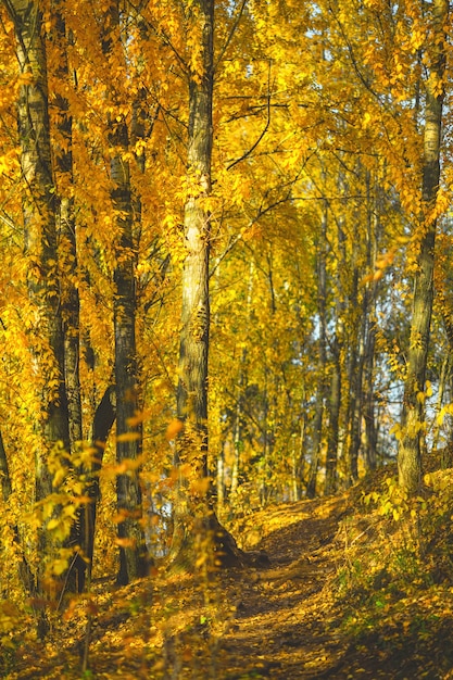 Alberi autunnali al mattino.