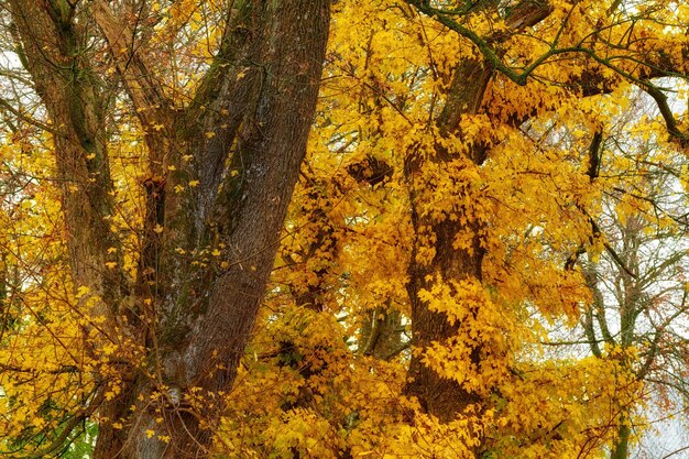 Alberi autunnali Bellissimo albero con foglie gialle luminose all'aperto nella natura in una foresta in una giornata autunnale Alberi con un vivace colore dorato in un parco Vista tranquilla e panoramica delle piante essiccate