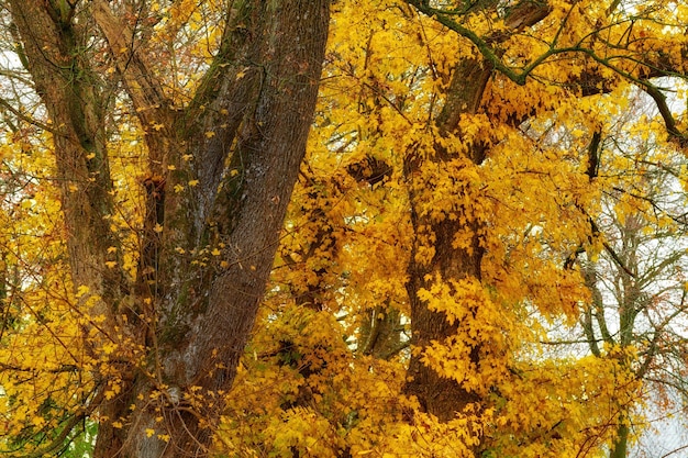 Alberi autunnali Bellissimo albero con foglie gialle luminose all'aperto nella natura in una foresta in una giornata autunnale Alberi con un vivace colore dorato in un parco Vista tranquilla e panoramica delle piante essiccate