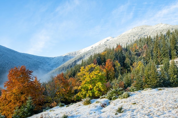 Alberi autunnali colorati in montagna con la prima neve in una giornata di sole Paesaggio dei Carpazi