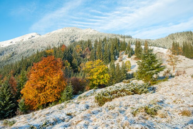 Alberi autunnali colorati in montagna con la prima neve in una giornata di sole Paesaggio dei Carpazi