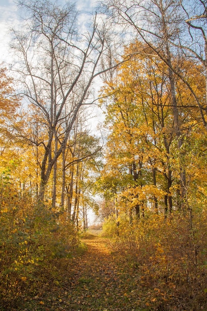 Alberi autunnali con foglie dorate bellissimo sfondo autunnale