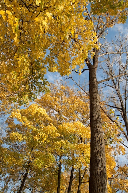 Alberi autunnali con foglie dorate