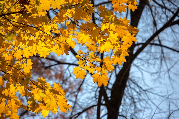 Alberi autunnali con foglie gialle contro il cielo