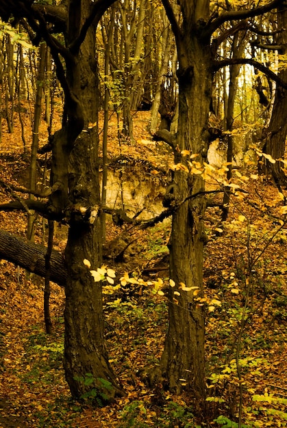 Alberi autunnali con foglie gialle in autunno