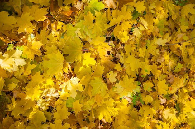 Alberi autunnali, foglie gialle sugli alberi, paesaggio autunnale, parco autunnale, autunno dorato