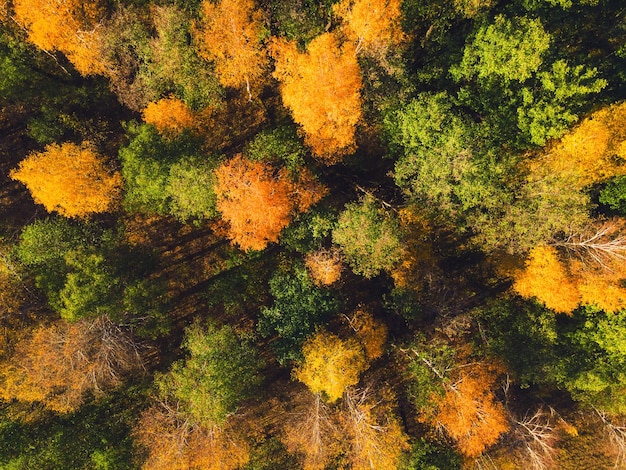 Alberi autunnali gialli e verdi in una foresta al tramonto Vista aerea dall'alto verso il basso