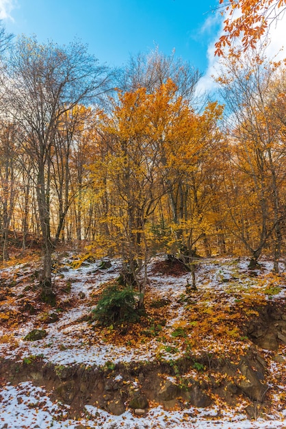 Alberi autunnali gialli nella neve