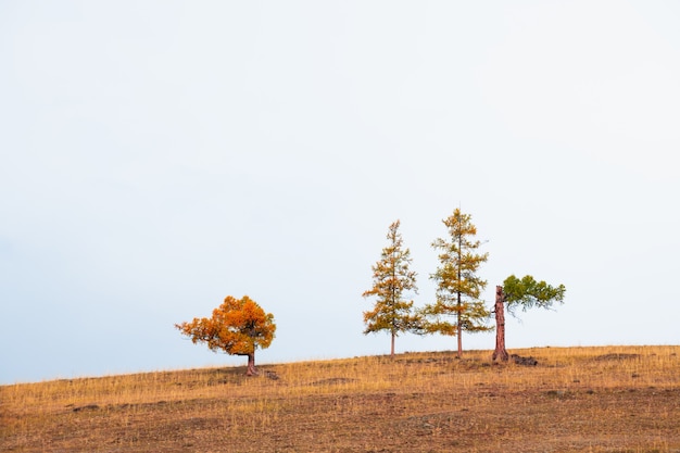 Alberi autunnali gialli sulla collina con erba gialla contro il cielo. Bellissimo sfondo di natura autunnale. Monti Altai, Russia