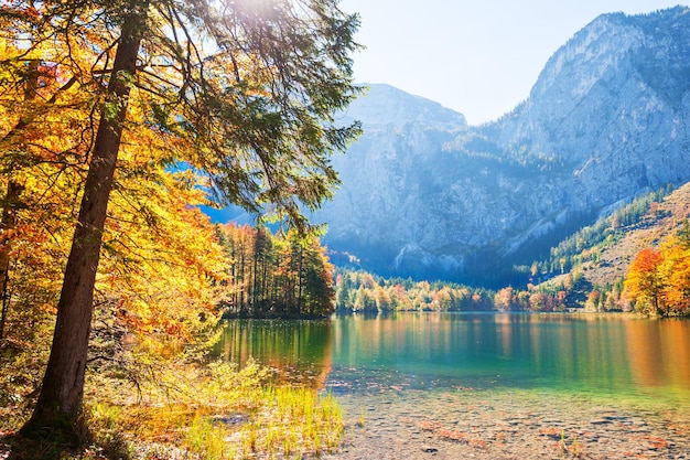 Alberi autunnali gialli sulla costa del lago Hinterer Langbathsee nelle Alpi austriache.