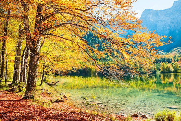 Alberi autunnali gialli sulla riva del lago Hinterer Langbathsee nelle Alpi austriache.