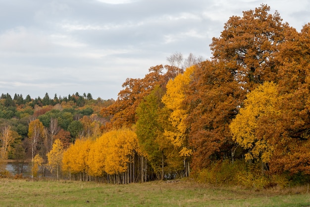 Alberi autunnali mozzafiato sulla collina