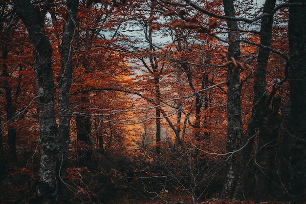 Alberi autunnali nel bosco