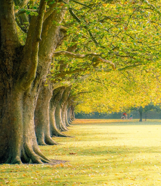 Alberi autunnali nel parco