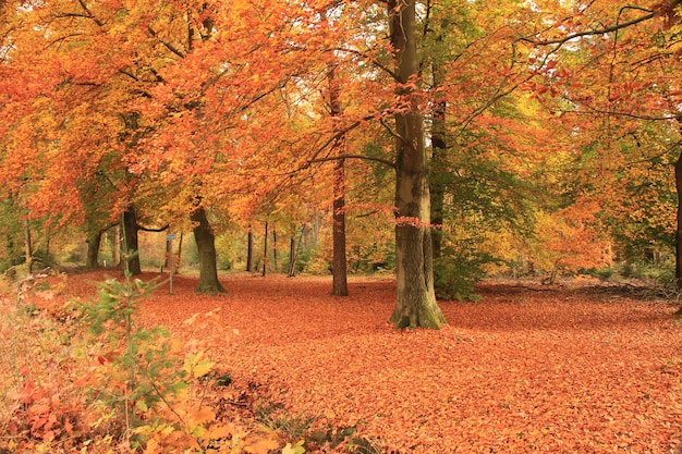 Alberi autunnali nel parco
