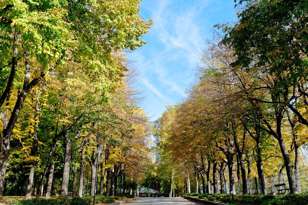 Alberi autunnali verdi gialli e cielo blu nel parco urbano