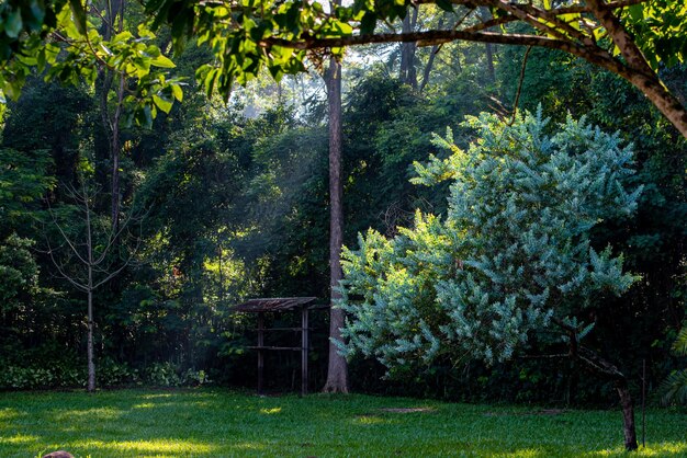 Alberi bellissimi alberi frondosi in Brasile fuoco selettivo luce naturale