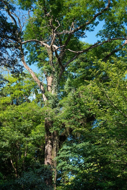 Alberi bellissimi alberi frondosi in Brasile fuoco selettivo luce naturale