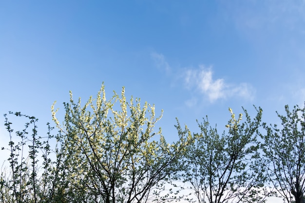 Alberi bianchi in fiore di primavera