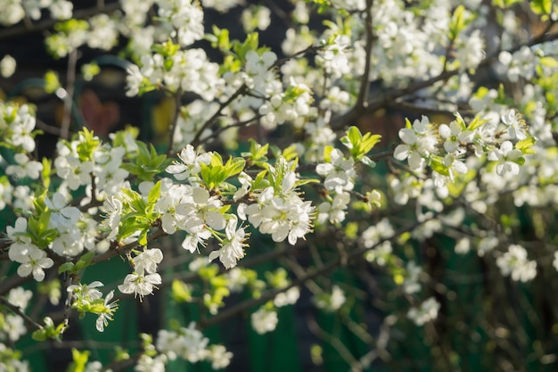 Alberi bianchi in fiore di primavera