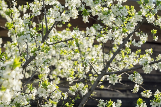 Alberi bianchi in fiore di primavera