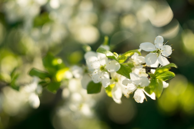 Alberi bianchi in fiore di primavera