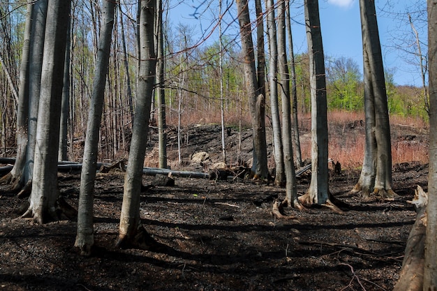 Alberi bruciati dopo un incendio boschivo contro un cielo blu Disastri naturali