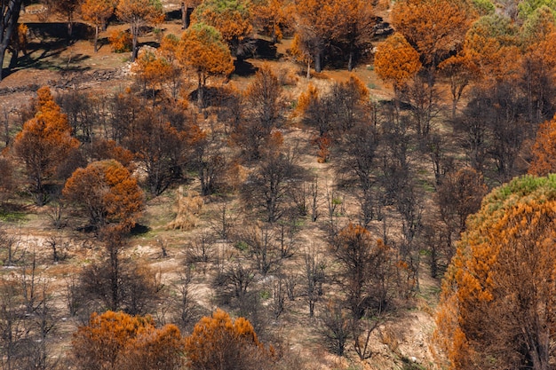 Alberi bruciati dopo un incendio boschivo su una montagna. Messa a fuoco selettiva.