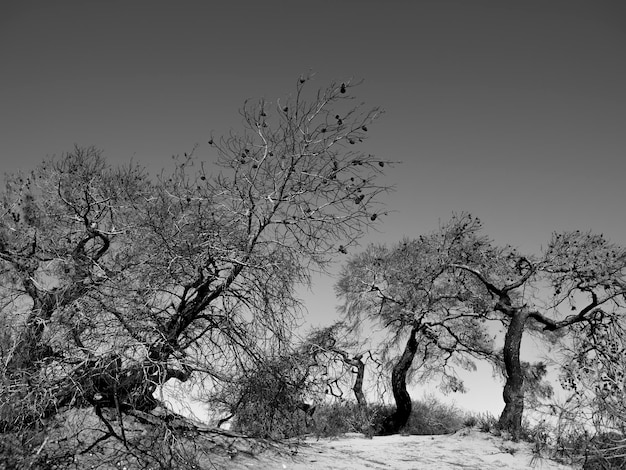 Alberi bruciati e paesaggio drammatico