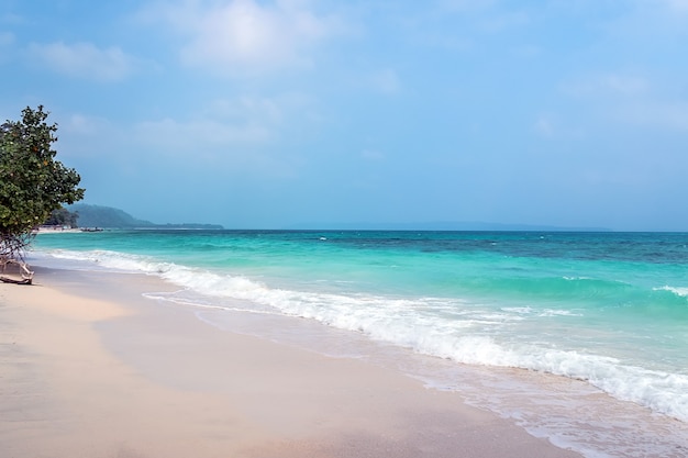 Alberi caduti a Elephant Beach, Havelock Island, Andaman e Nicobar, India