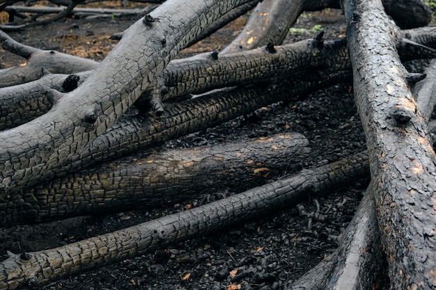 Alberi caduti bruciati e carbonizzati dopo un incendio in una foresta di pini.