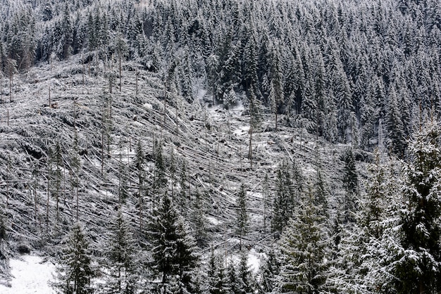 Alberi caduti in foresta di conifere dopo il forte vento di uragano in Romania.