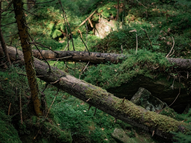 Alberi caduti su pietre nella foresta