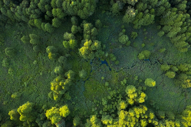 Alberi, canne e fiume, zone umide vicino alla foresta, vista dall'alto. Meraviglioso paesaggio estivo, vista drone. Sfondo naturale astratto.