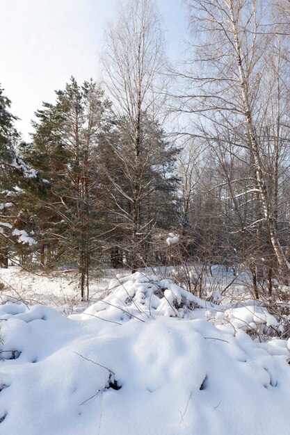 Alberi, cespugli e altre piante coperte di neve e gelo nella stagione invernale