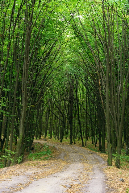 Alberi che coprono la strada nella foresta